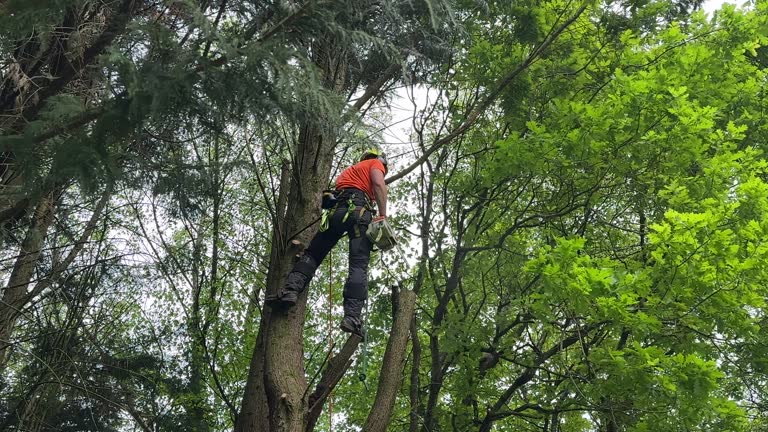 Reliable Centre, AL Tree Services Solutions