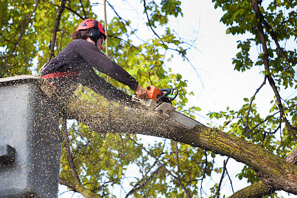 Best Storm Damage Tree Cleanup  in Centre, AL